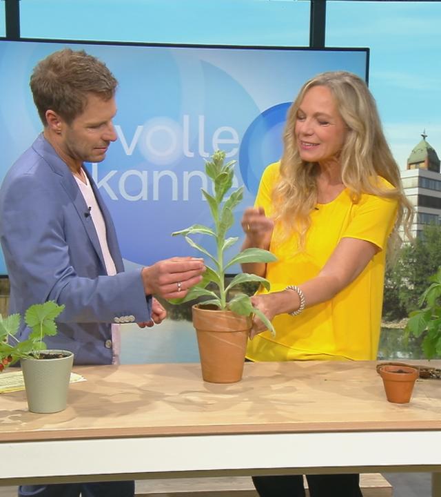 Insektenfreundlich gärtnern: Tipps von Anja Koenzen