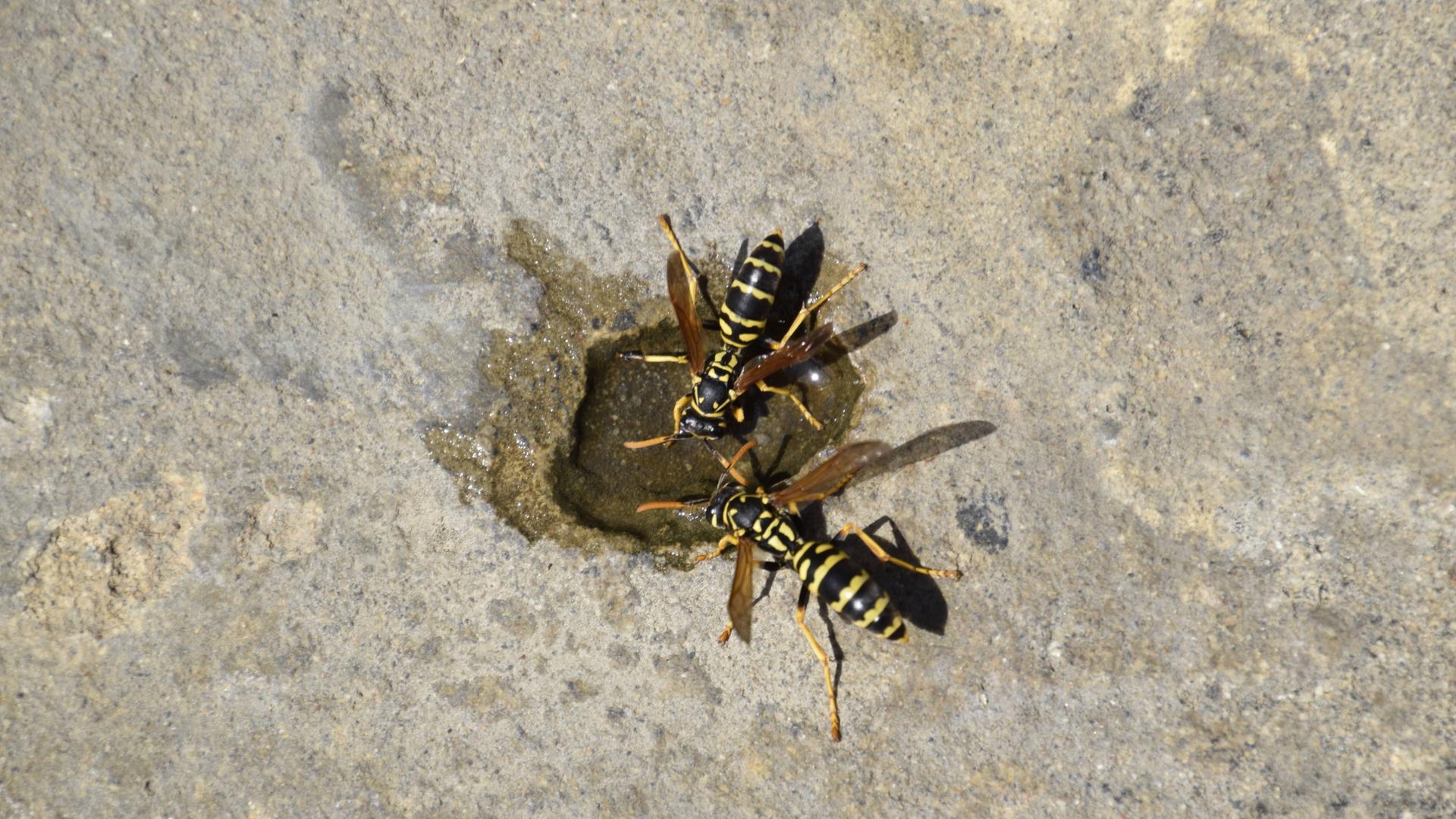 Wespen trinken Wasser aus einer Vertiefung