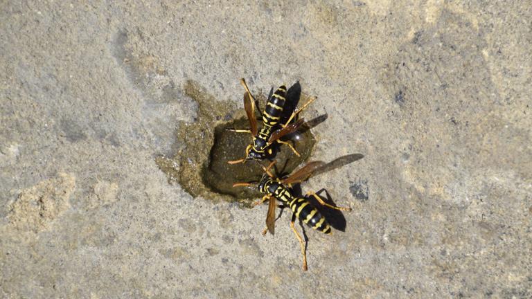 Wespen trinken Wasser aus einer Vertiefung