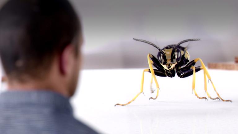 Wie Insekten ohne Lunge atmen 