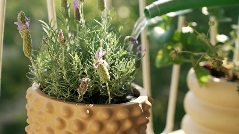 Insektenfreundlicher Balkon