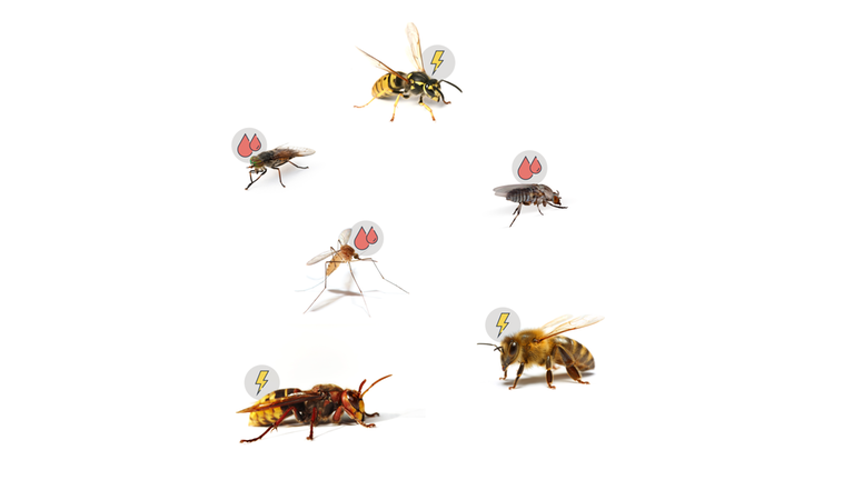 Stechmücken, Bremsen und Kriebelmücken stechen uns, um Blut zu saugen. Wenn Bienen, Wespen und Hornissen stechen, dann nur, um sich zu wehren.