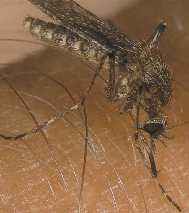 Insektenstiche richtig behandeln - Insekt auf Haut