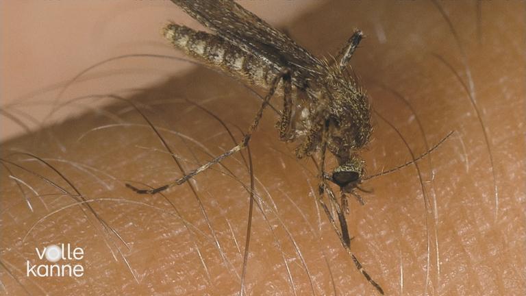 Insektenstiche richtig behandeln - Insekt auf Haut