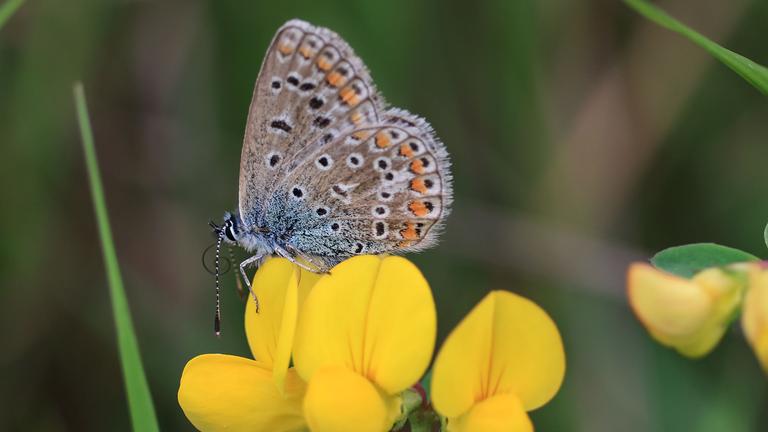 Schmetterling auf Blume
