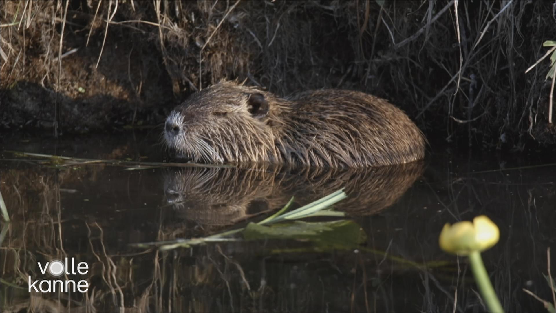 Nutria im Wasser an einem Seeufer