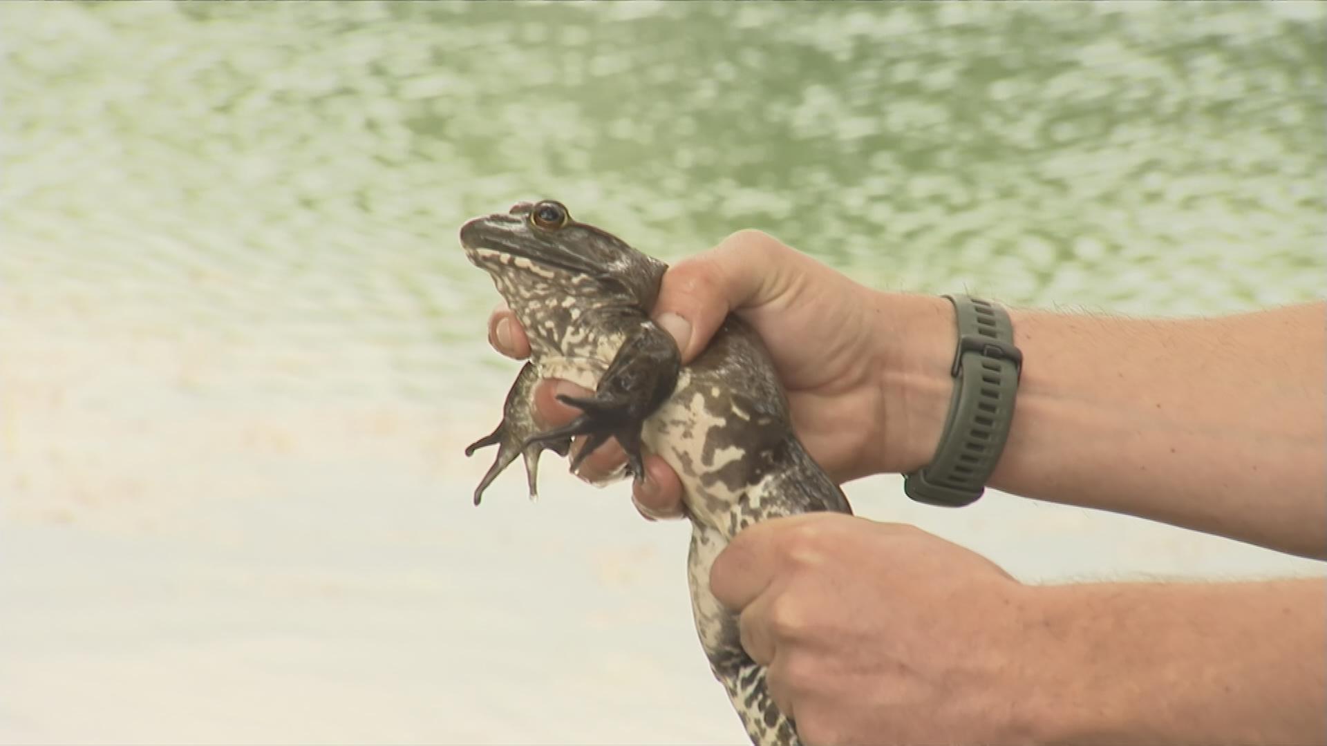 Zwei Hände halten einen Ochsenfrosch