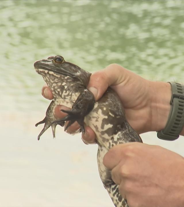 Zwei Hände halten einen Ochsenfrosch