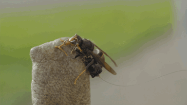 Invasive Hornisse