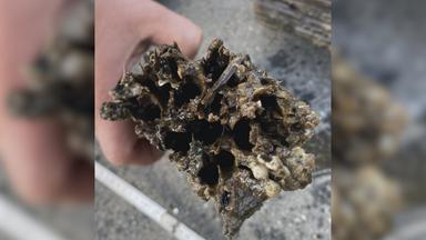 Invasive Muschelart