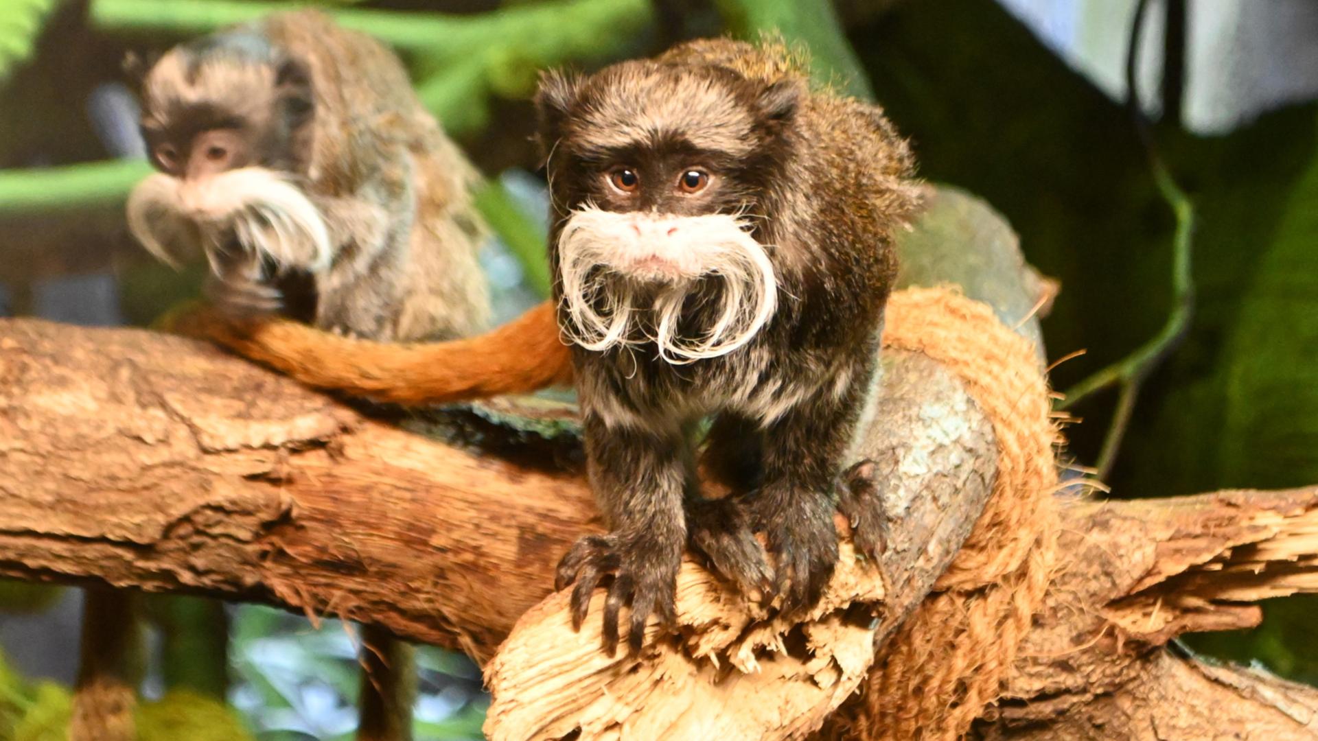 Inventur 2024 Kaiserschnurrbarttamarine