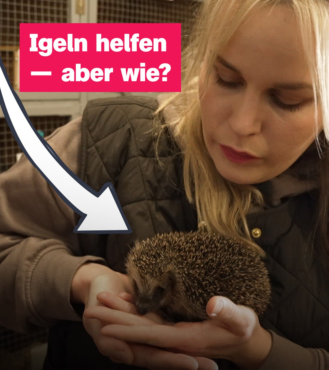 Igel vorm verhungern retten!