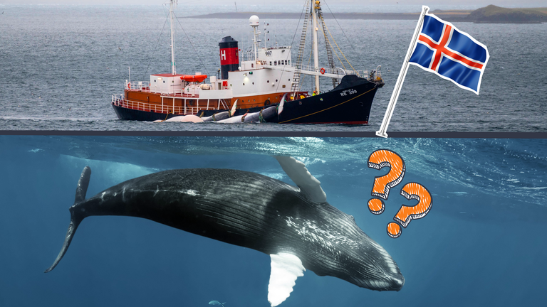 Isländischen Walfangschiff mit zwei toten Walen, darunter ein Bild von einem schwimmenden Wal, isländische Flagge und Warnschild