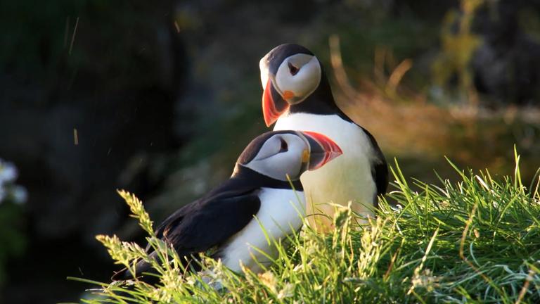 Nahaufnahme: Zwei Papageitaucher sitzen nebeneinander im Gras.