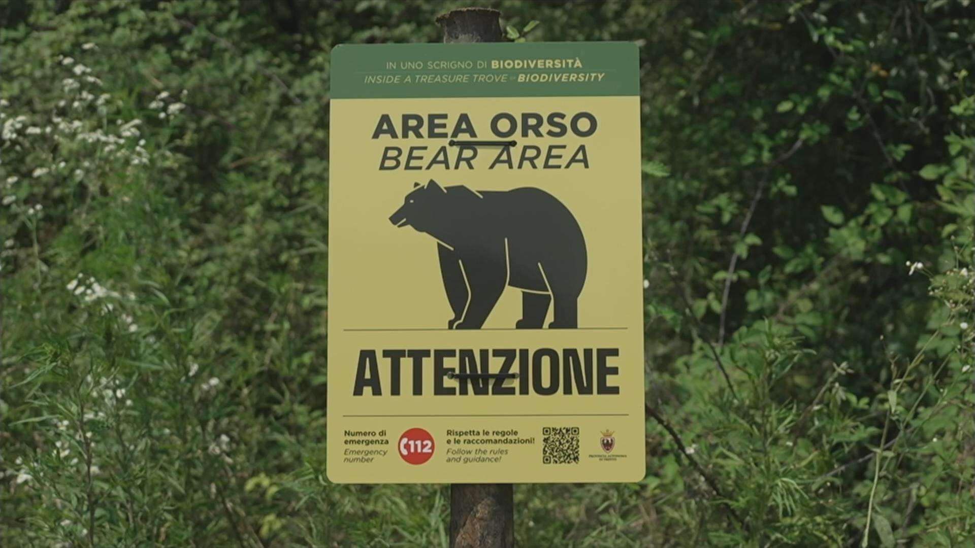 Bärenattacke