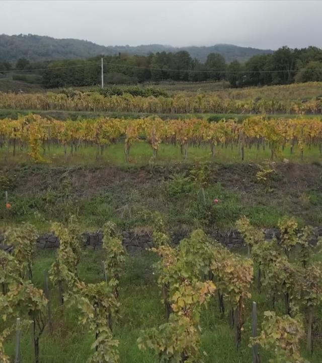 Weinreben