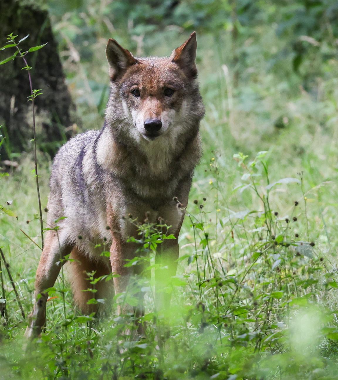 in ausgewachsener weiblicher Wolf steht in seinem Gehege im Tierpark, in Eekholt, Schleswig-Holstein.