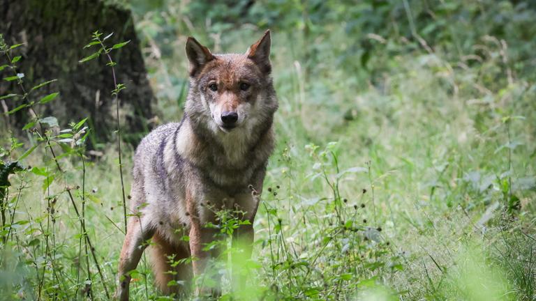 in ausgewachsener weiblicher Wolf steht in seinem Gehege im Tierpark, in Eekholt, Schleswig-Holstein.