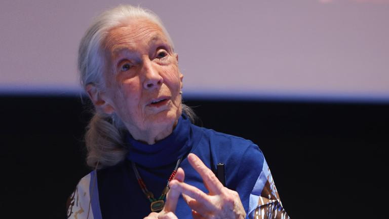 Jane Goodall