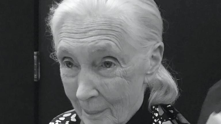 Jane Goodall attends the New York Film Festival screening of Jane at Lincoln Centers Walter Reade Theatre in New York City on October 5, 2017. 