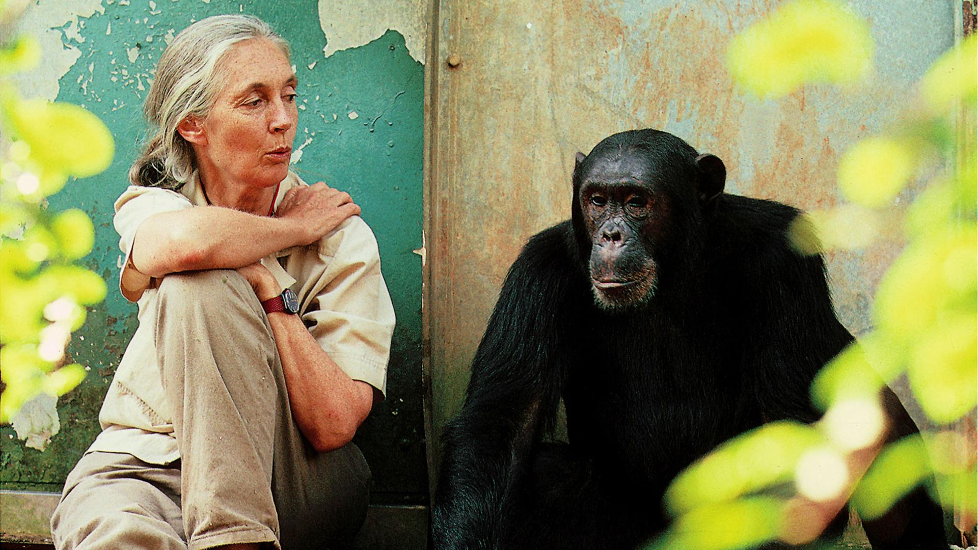 Jane Goodall mit einem Schimpansen