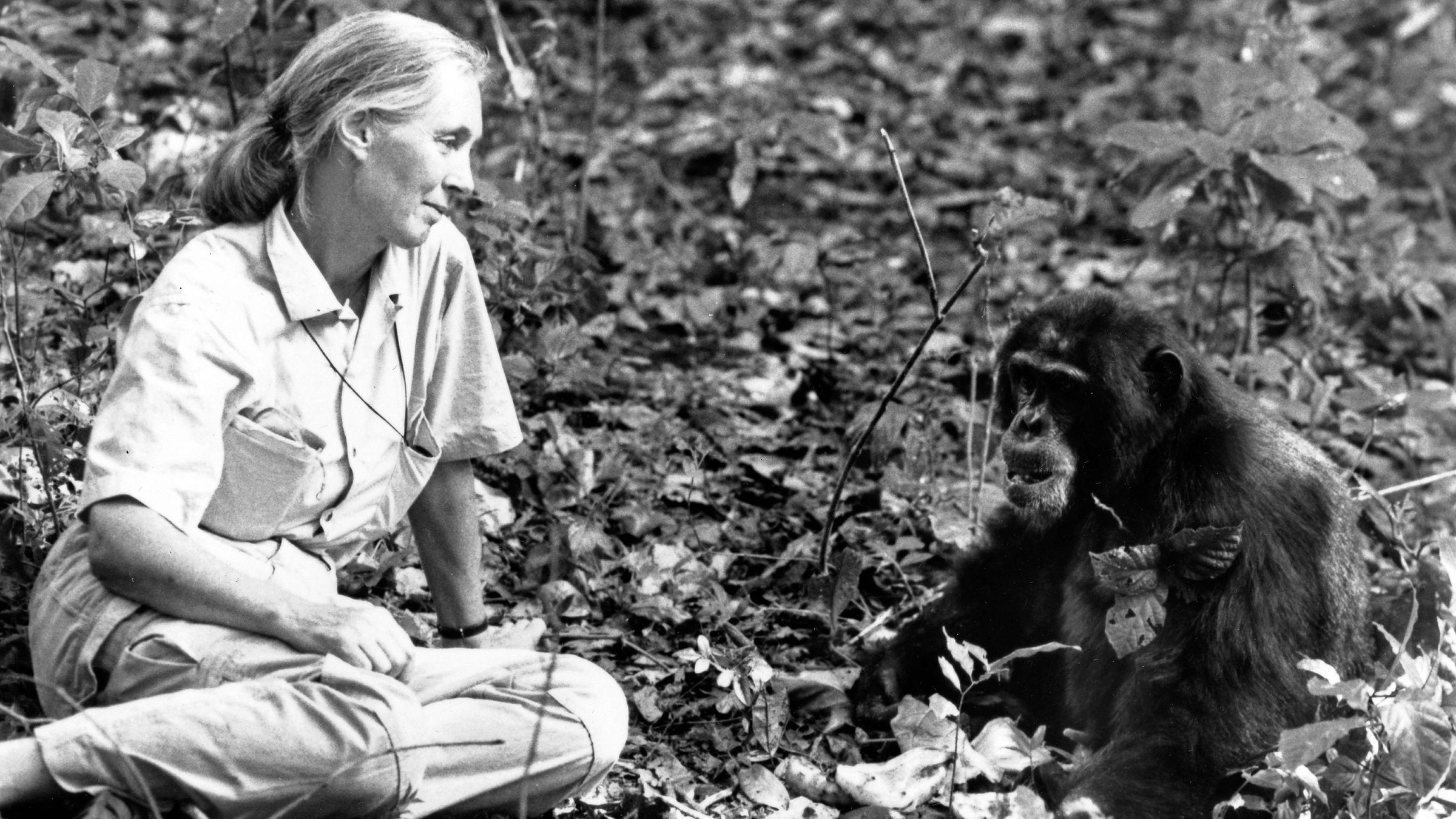 Jane Goodall mit einem Schimpansen