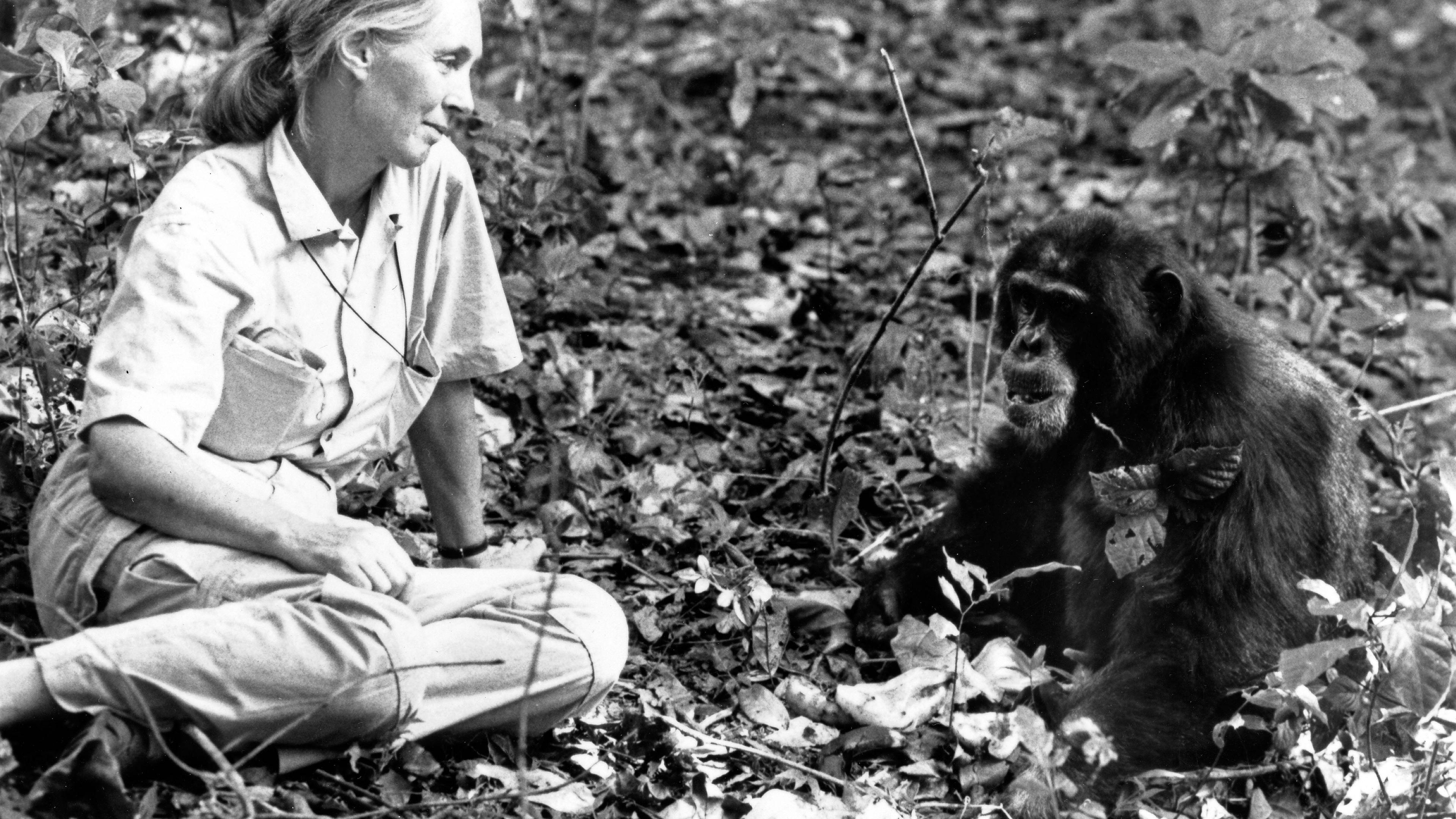 Jane Goodall mit einem Schimpansen