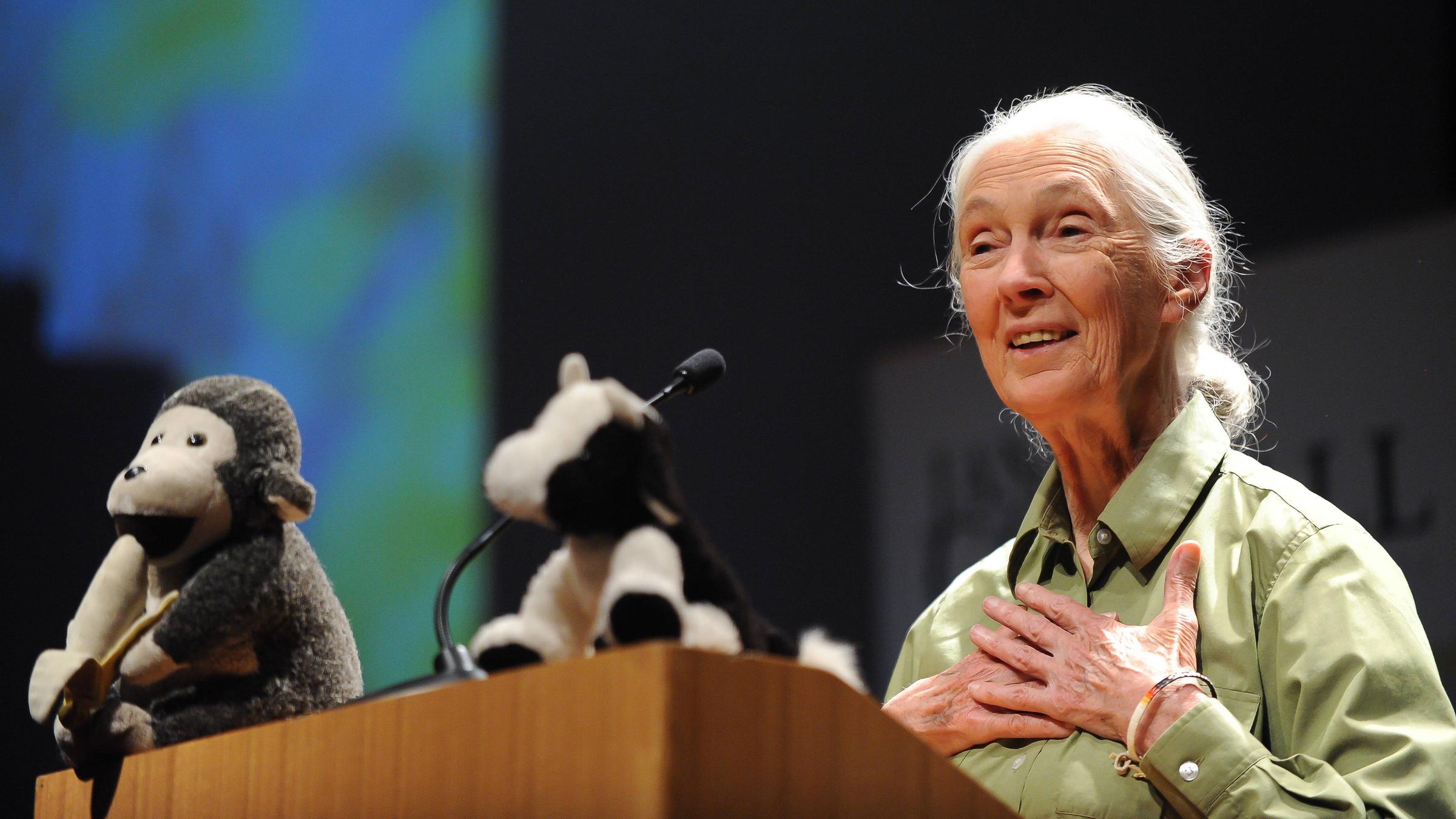 Jane Goodall steht an einem Rednerpult