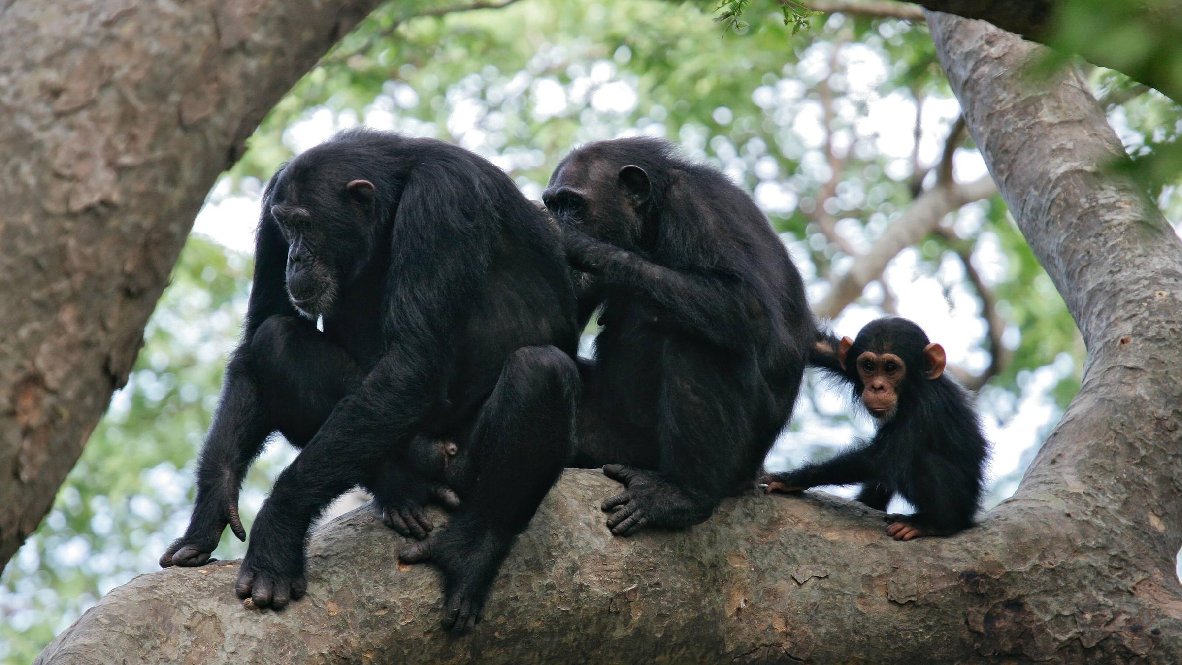 Drei Schimpansen sitzen auf einem Baum
