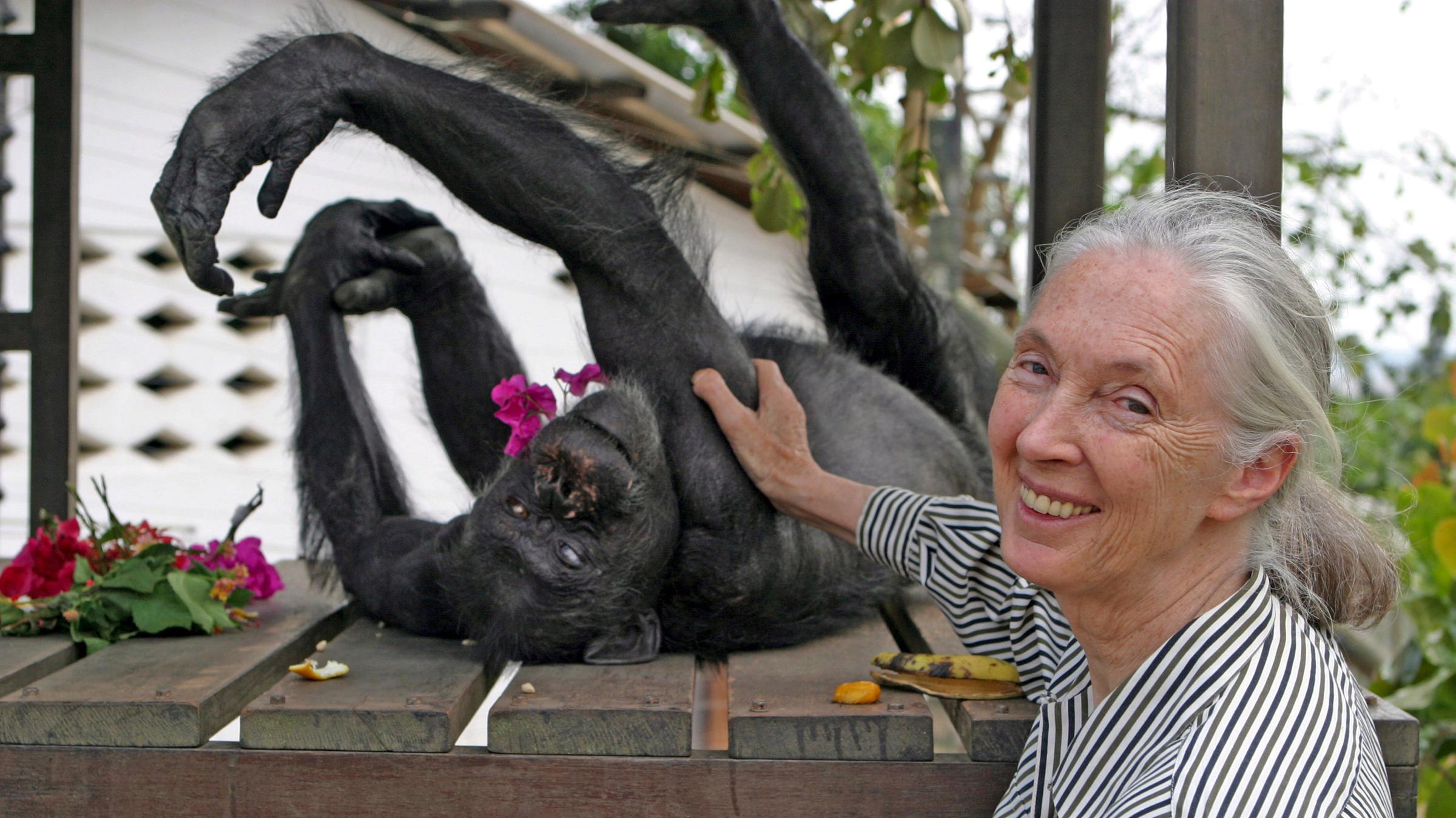 Jane Goodall steichelt einen Affen