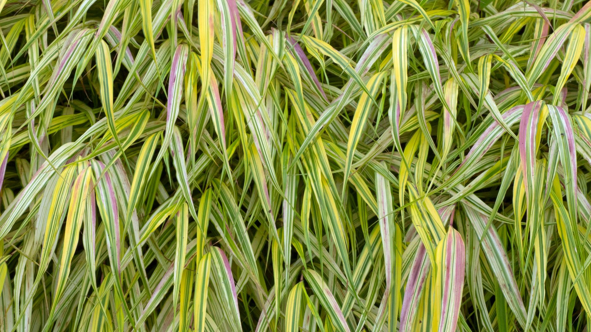 Japan-Waldgras Hakonechloa macra