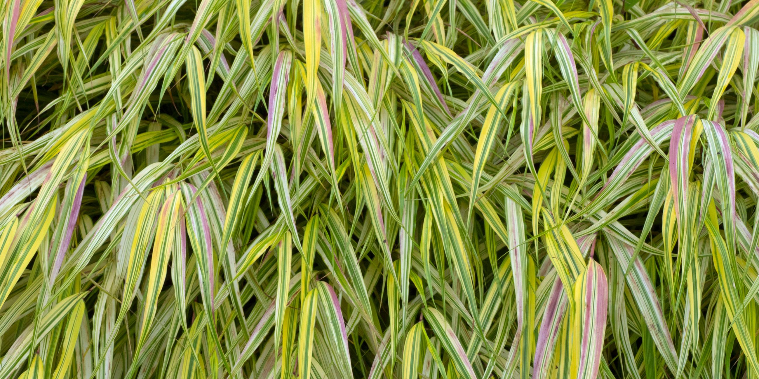 Japan-Waldgras Hakonechloa macra