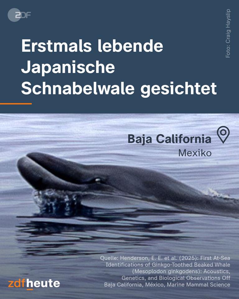 Erstmals lebende Japanische Schnabelwale gesichtet