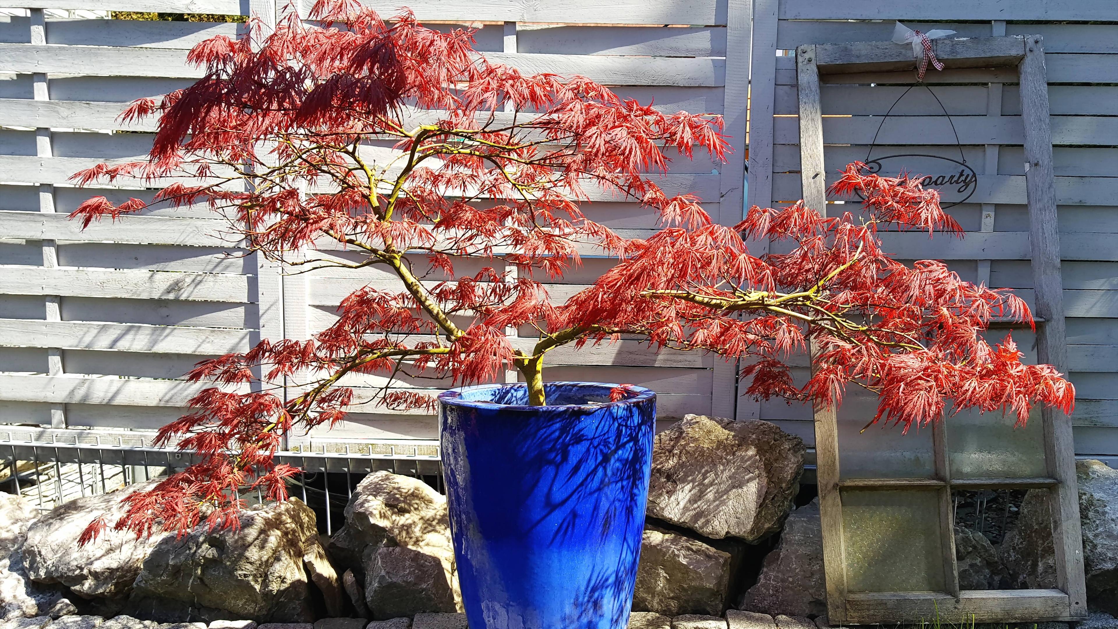 Japanischer Schlitzahorn