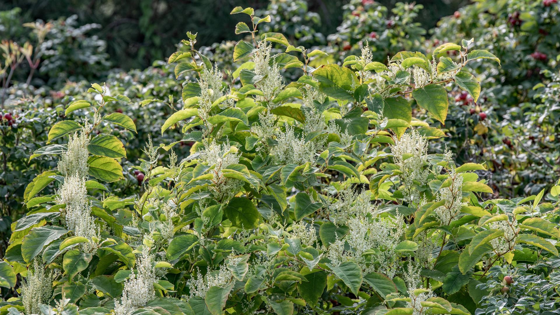 Japanischer Staudenknöterich (Fallopia japonica): 
