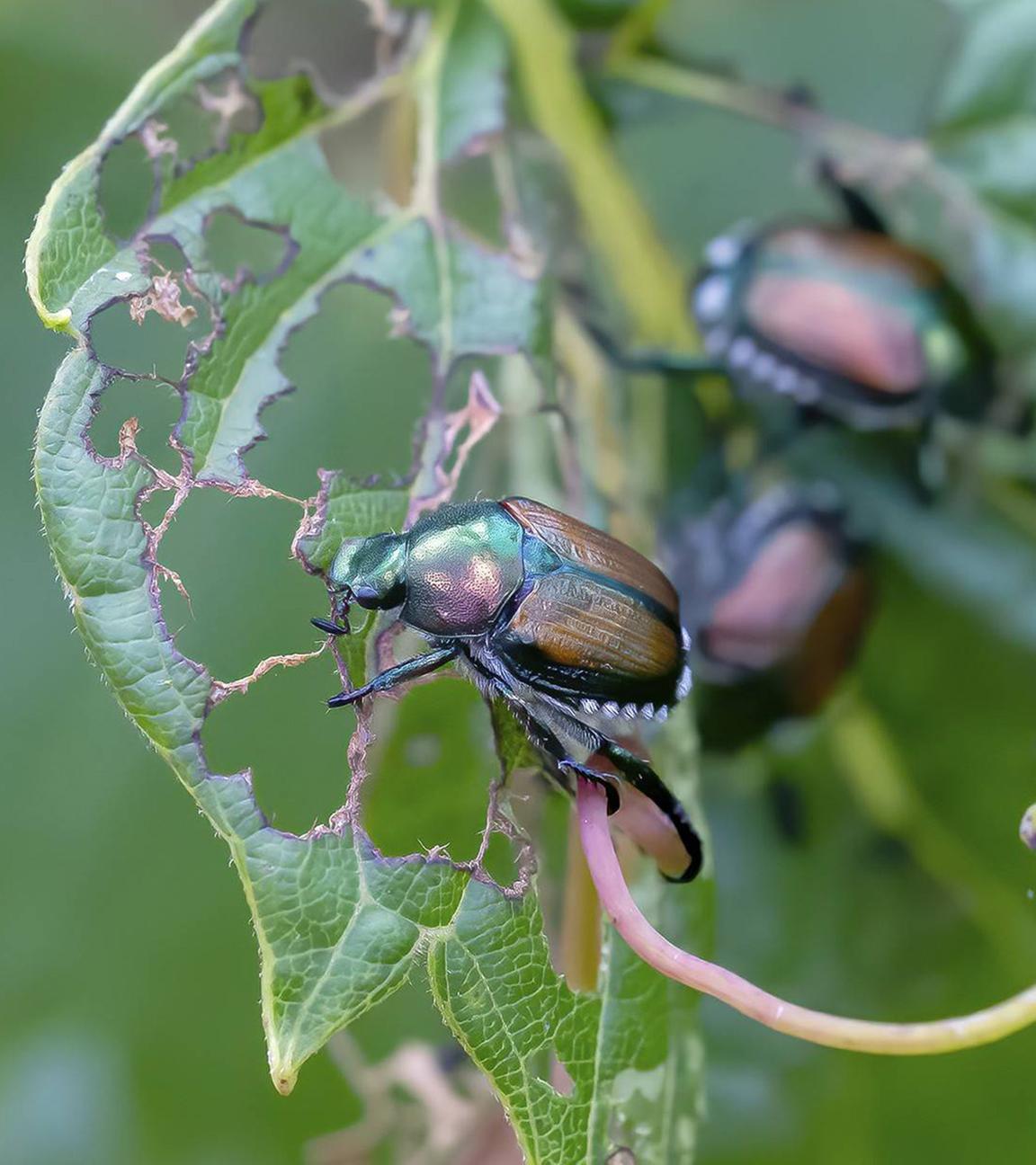 Der Japanische Käfer (Popillia japonica) ist eine Art von Skarabäus Käfer. (Archiv)