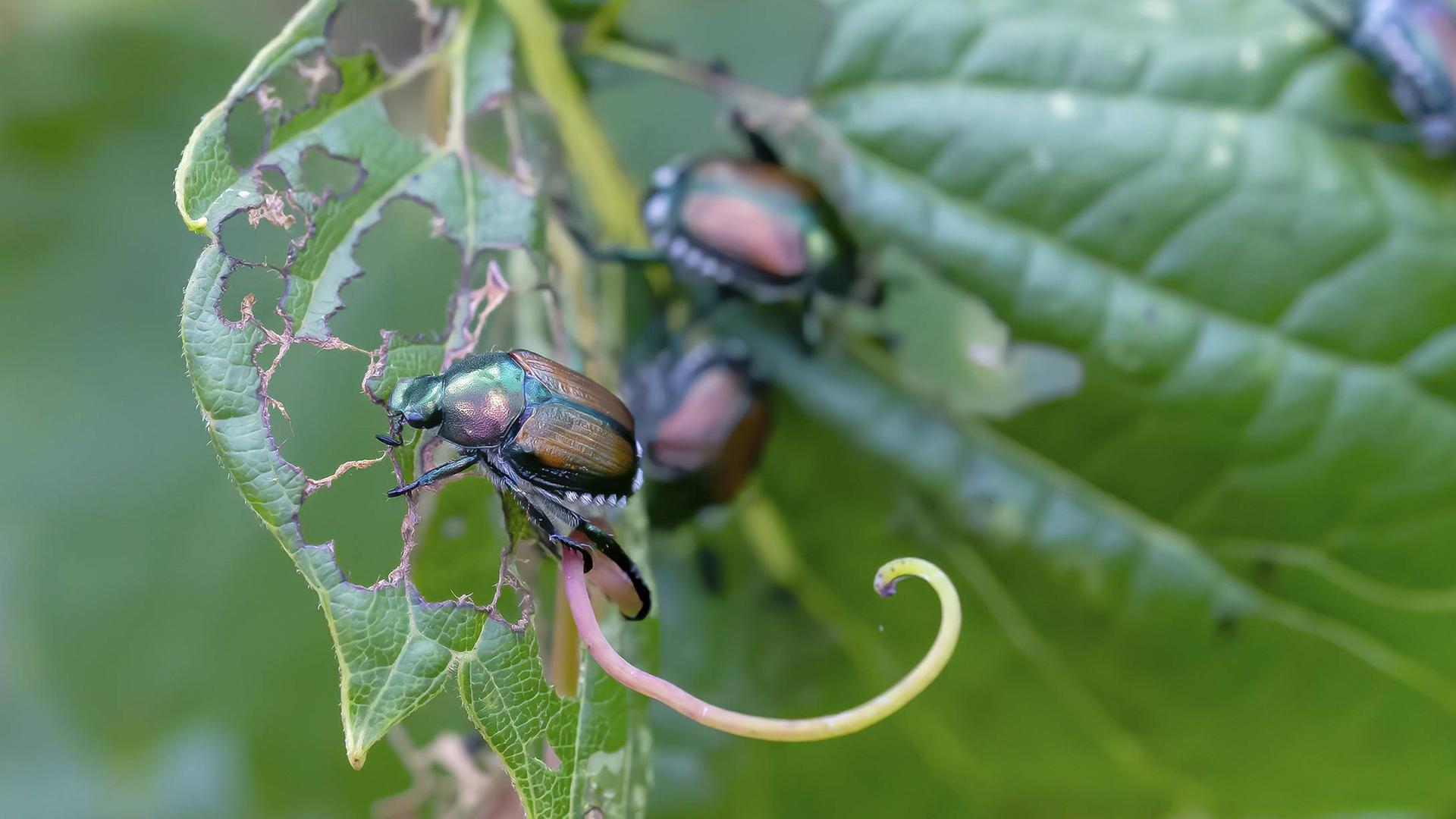 Der Japanische Käfer (Popillia japonica) ist eine Art von Skarabäus Käfer. (Archiv)