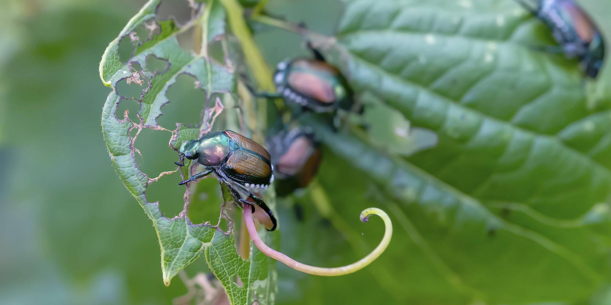 Der Japanische Käfer (Popillia japonica) ist eine Art von Skarabäus Käfer. (Archiv)