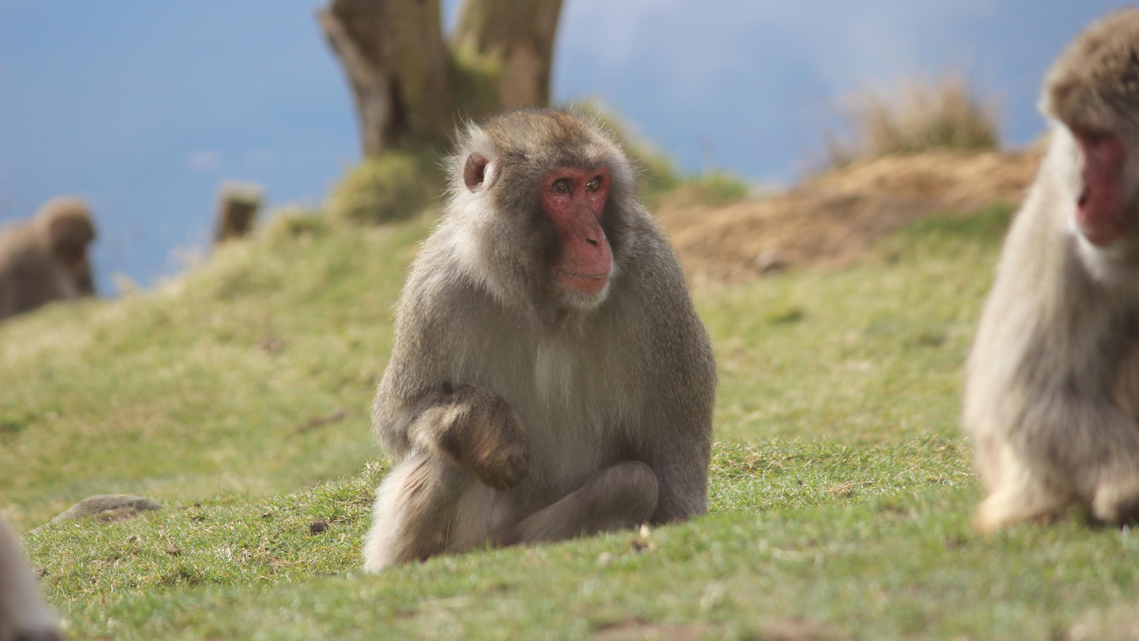 Japanmakaken im Highland Wildlife Park am 24.03.2022.