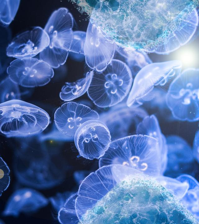 Jellyfish
