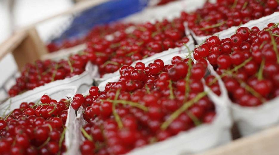 Johannisbeeren