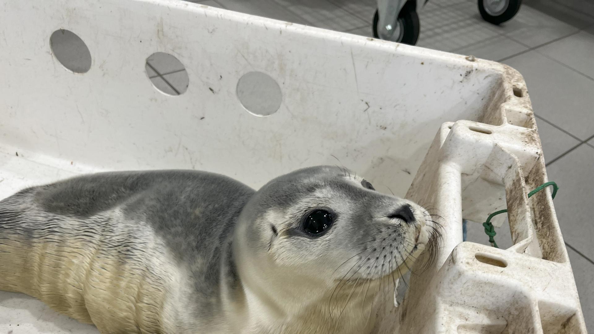 Ein junger Seehund auf Abwegen hat in Bremerhaven einen Feuerwehreinsatz ausgelöst.