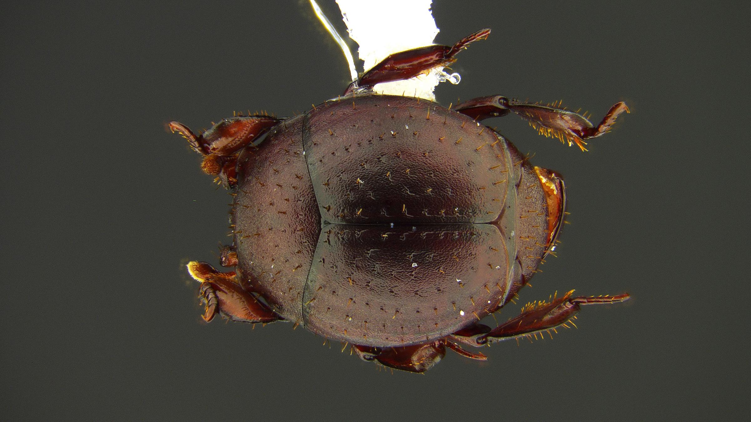 Nymphister kronaueri