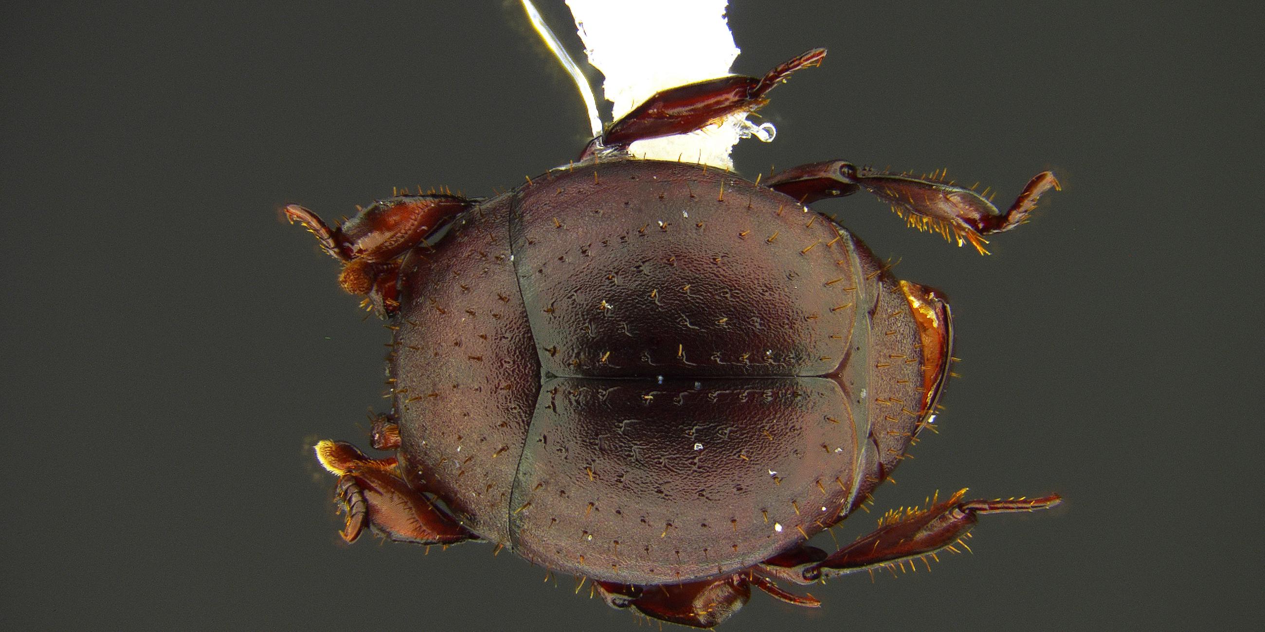 Nymphister kronaueri