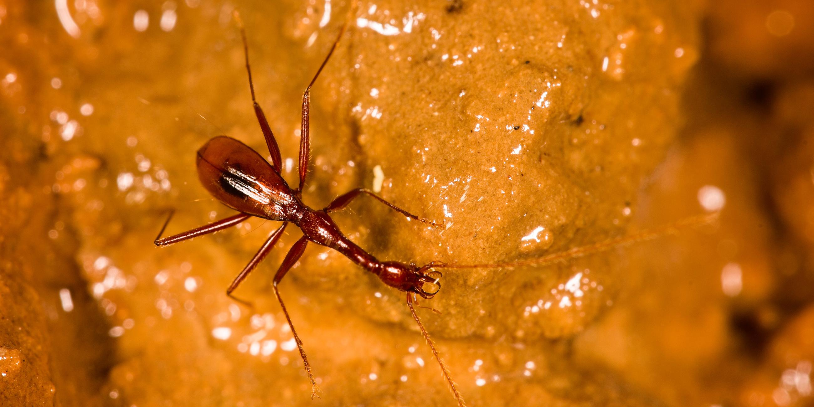 Xuedytes bellus