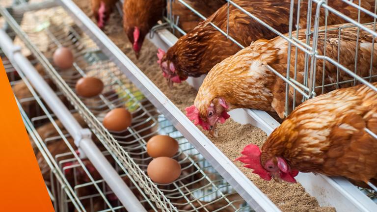 Legehennen in Käfighaltung