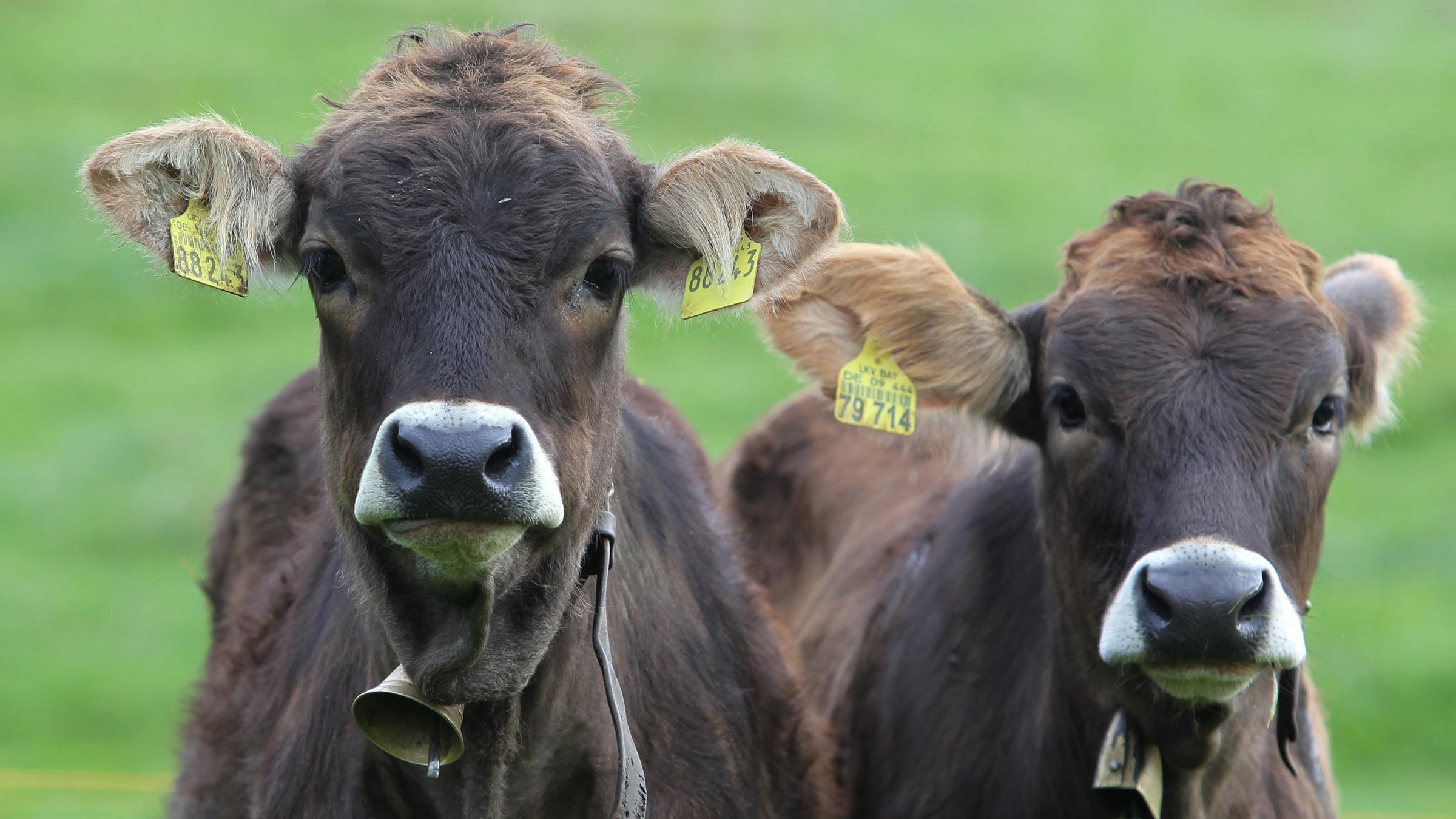 Kälber mit Kuhglocken, aufgenommen am 30.09.2010  in Deutschland