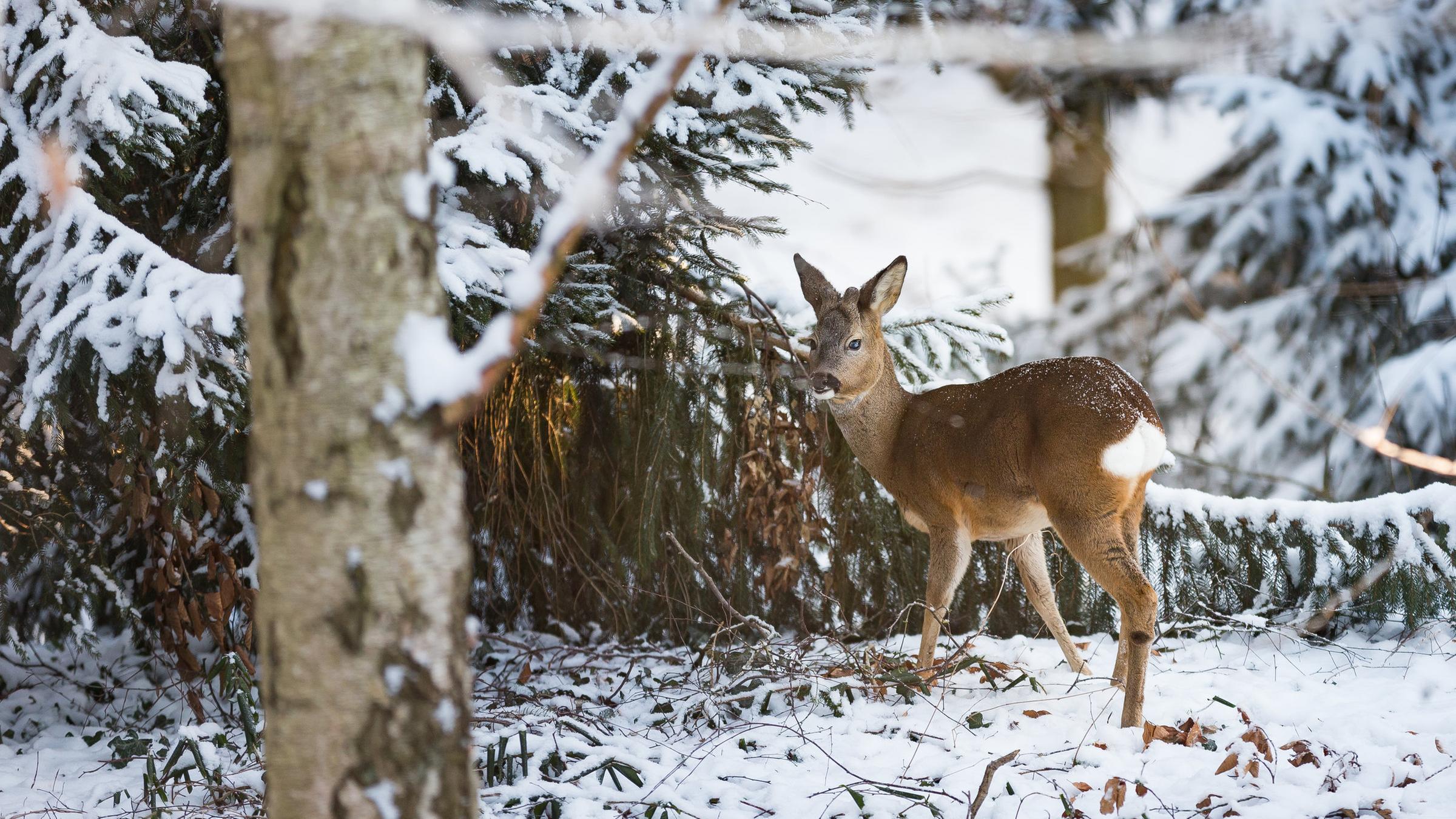 Kältewelle in Deutschland am 26.02.2018 in Wentorf bei Hamburg