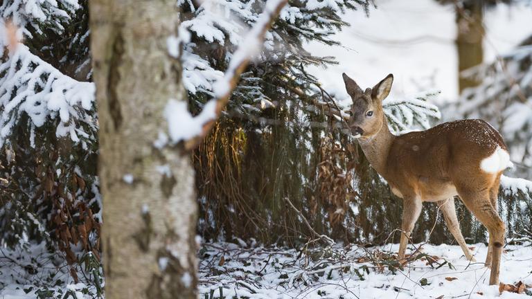 Kältewelle in Deutschland am 26.02.2018 in Wentorf bei Hamburg