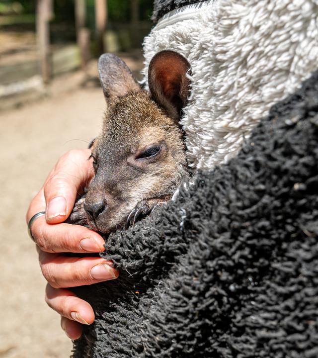 Das Känguru-Jungtier Elli schaut aus dem Pulli von Tierpark-Chefin Nicole Hoffmeister. 